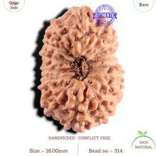 Load image into Gallery viewer, 15 Mukhi Indonesian Rudraksha - Bead No. 314