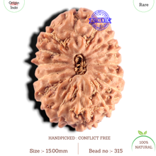 Load image into Gallery viewer, 15 Mukhi Indonesian Rudraksha - Bead No. 315
