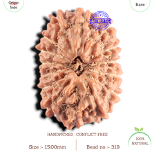 Load image into Gallery viewer, 15 Mukhi Indonesian Rudraksha - Bead No. 319