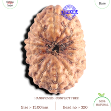 Load image into Gallery viewer, 15 Mukhi Indonesian Rudraksha - Bead No. 320