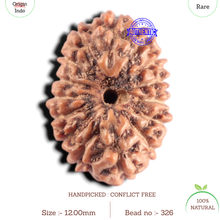 Load image into Gallery viewer, 15 Mukhi Indonesian Rudraksha - Bead No.326