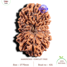 Load image into Gallery viewer, 14 mukhi Indonesian Rudraksha - Bead No.431