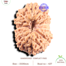 Load image into Gallery viewer, 14 mukhi Indonesian Rudraksha - Bead No. 437