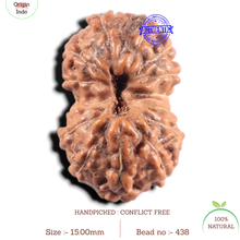Load image into Gallery viewer, 14 mukhi Indonesian Rudraksha - Bead No. 438