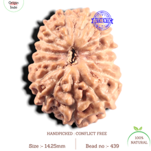 Load image into Gallery viewer, 14 mukhi Indonesian Rudraksha - Bead No. 439