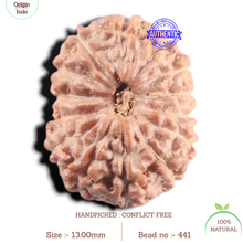 Load image into Gallery viewer, 14 mukhi Indonesian Rudraksha - Bead No. 441