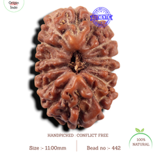 Load image into Gallery viewer, 14 mukhi Indonesian Rudraksha - Bead No. 442