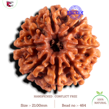 Load image into Gallery viewer, 8 Mukhi Nepalese Rudraksha - Bead No. 464