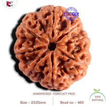 Load image into Gallery viewer, 8 Mukhi Nepalese Rudraksha - Bead No. 465