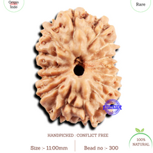 Load image into Gallery viewer, 15 Mukhi Indonesian Rudraksha - Bead No. 300