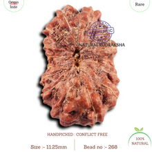Load image into Gallery viewer, 15 Mukhi Indonesian Rudraksha - Bead No.268