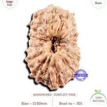 Load image into Gallery viewer, 15 Mukhi Indonesian Rudraksha - Bead No.301