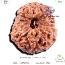 Load image into Gallery viewer, 15 Mukhi Indonesian Rudraksha - Bead No. 308