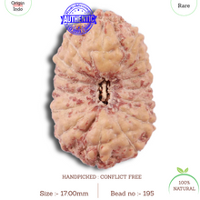 Load image into Gallery viewer, 15 Mukhi Indonesian Rudraksha - Bead No. 195
