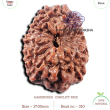 Load image into Gallery viewer, 15 Mukhi Indonesian Rudraksha - Bead No. 310