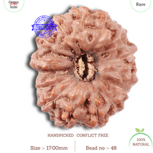Load image into Gallery viewer, 15 Mukhi Indonesian Rudraksha - Bead No. 48