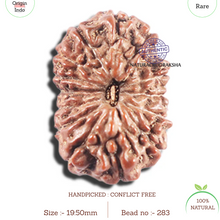 Load image into Gallery viewer, 15 Mukhi Indonesian Rudraksha - Bead No.283