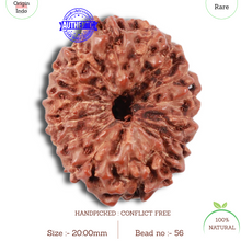 Load image into Gallery viewer, 15 Mukhi Indonesian Rudraksha - Bead No. 56