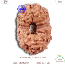 Load image into Gallery viewer, 15 Mukhi Indonesian Rudraksha - Bead No. 32