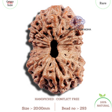 Load image into Gallery viewer, 15 Mukhi Indonesian Rudraksha - Bead No. 293
