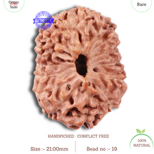 Load image into Gallery viewer, 15 Mukhi Indonesian Rudraksha - Bead No. 19
