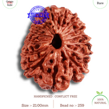 Load image into Gallery viewer, 15 Mukhi Indonesian Rudraksha - Bead No. 259