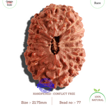 Load image into Gallery viewer, 15 Mukhi Indonesian Rudraksha - Bead No. 77