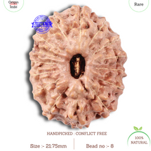 Load image into Gallery viewer, 15 Mukhi Indonesian Rudraksha - Bead No. 8