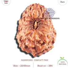 Load image into Gallery viewer, 15 Mukhi Indonesian Rudraksha - Bead No.284