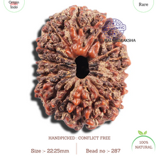 Load image into Gallery viewer, 15 Mukhi Indonesian Rudraksha - Bead No. 287