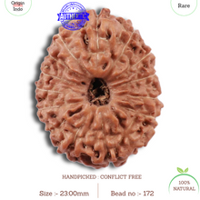 Load image into Gallery viewer, 15 Mukhi Indonesian Rudraksha - Bead No. 172