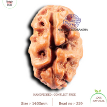 Load image into Gallery viewer, 2 Mukhi Rudraksha from Indonesia - Bead No. 259