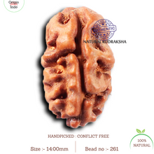Load image into Gallery viewer, 2 Mukhi Rudraksha from Indonesia - Bead No. 261