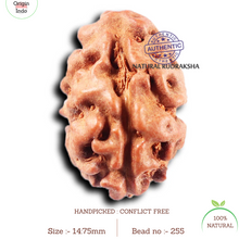 Load image into Gallery viewer, 2 Mukhi Rudraksha from Indonesia - Bead No. 255