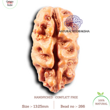 Load image into Gallery viewer, 2 Mukhi Rudraksha from Indonesia - Bead No. 266