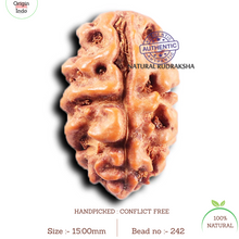 Load image into Gallery viewer, 2 Mukhi Rudraksha from Indonesia - Bead No. 242