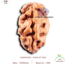 Load image into Gallery viewer, 2 Mukhi Rudraksha from Indonesia - Bead No. 244