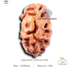 Load image into Gallery viewer, 2 Mukhi Rudraksha from Indonesia - Bead No. 254