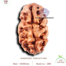 Load image into Gallery viewer, 2 Mukhi Rudraksha from Indonesia - Bead No. 260