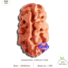 Load image into Gallery viewer, 2 Mukhi Rudraksha from Indonesia - Bead No. 150