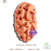 Load image into Gallery viewer, 2 Mukhi Rudraksha from Indonesia - Bead No. 163