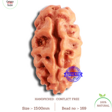 Load image into Gallery viewer, 2 Mukhi Rudraksha from Indonesia - Bead No. 169