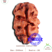 Load image into Gallery viewer, 2 Mukhi Rudraksha from Indonesia - Bead No. 181