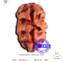 Load image into Gallery viewer, 2 Mukhi Rudraksha from Indonesia - Bead No. 182