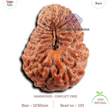 Load image into Gallery viewer, 19 Mukhi Indonesian Rudraksha - Bead 133
