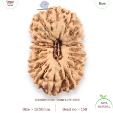 Load image into Gallery viewer, 19 Mukhi Indonesian Rudraksha - Bead 158