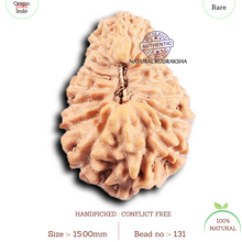 Load image into Gallery viewer, 19 Mukhi Indonesian Rudraksha - Bead 131