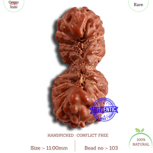 Load image into Gallery viewer, 19 Mukhi Indonesian Gaurishankar Rudraksha - Bead 103