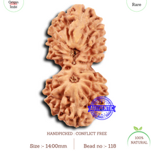 Load image into Gallery viewer, 19 Mukhi Indonesian Gaurishankar Rudraksha - Bead 118
