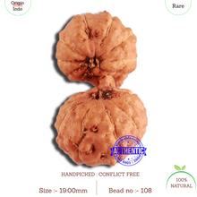 Load image into Gallery viewer, 19 Mukhi Indonesian Gaurishankar Rudraksha - Bead 108